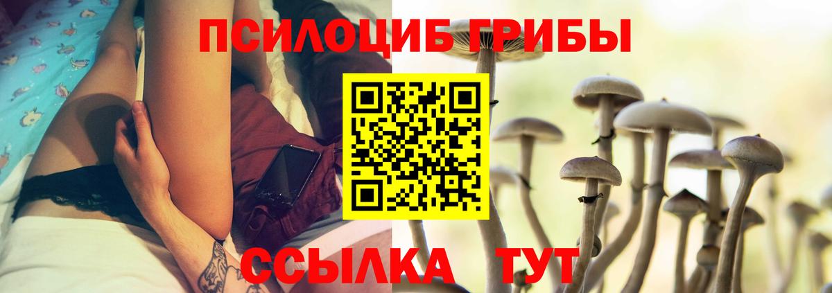 Галлюциногенные грибы Psilocybe Звенигород